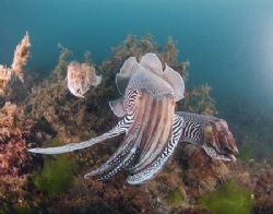 Cuttlefish mating. SW England. 10.5mm.
This is becoming ... by Derek Haslam 